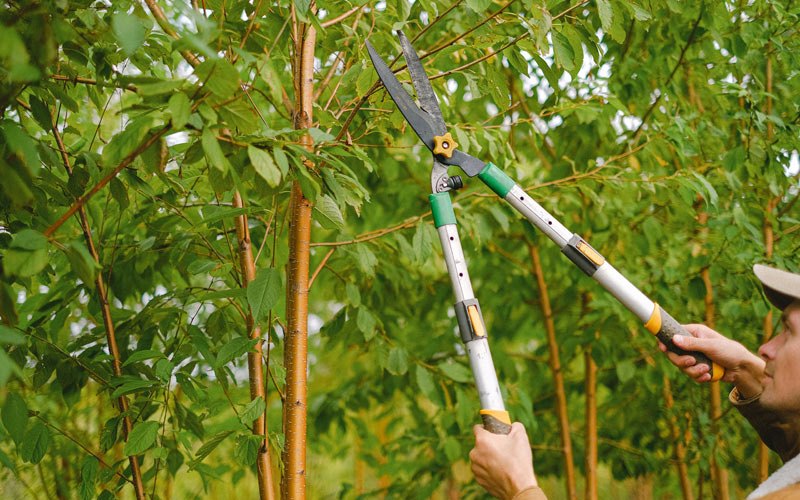 Tree trimming in Ticonderoga, NY